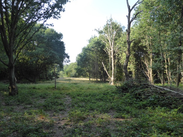 17.8.2016 ( Section 11 )