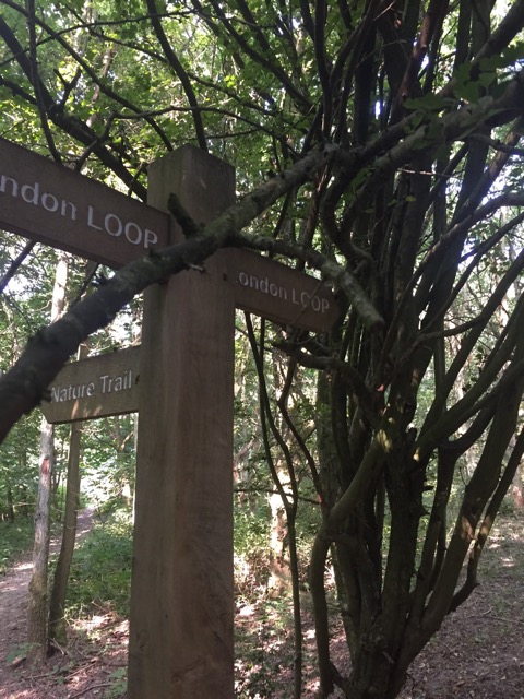 17.8.2016 ( Section 11 )