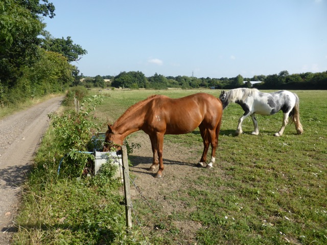 17.8.2016 ( Section 11 )