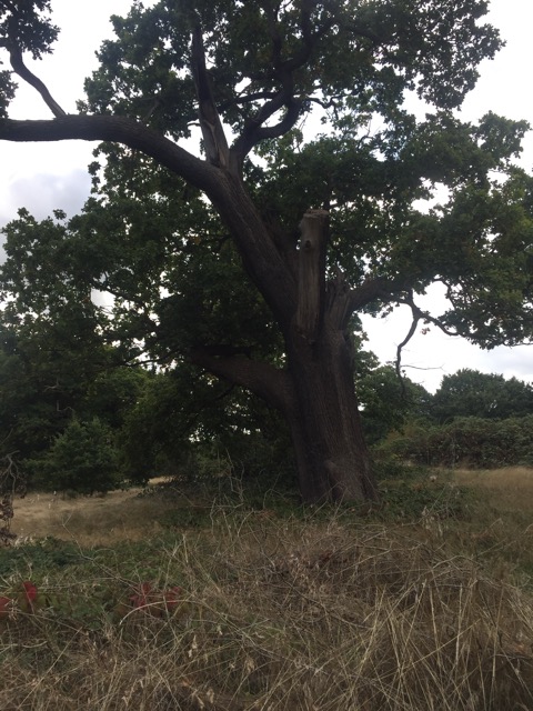 15.9.2018 ( Section 14 )