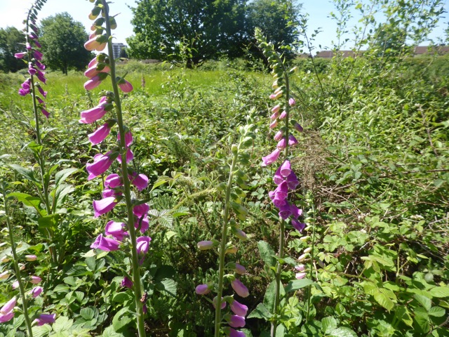 LL Section 15 ( 1.6.2019 )