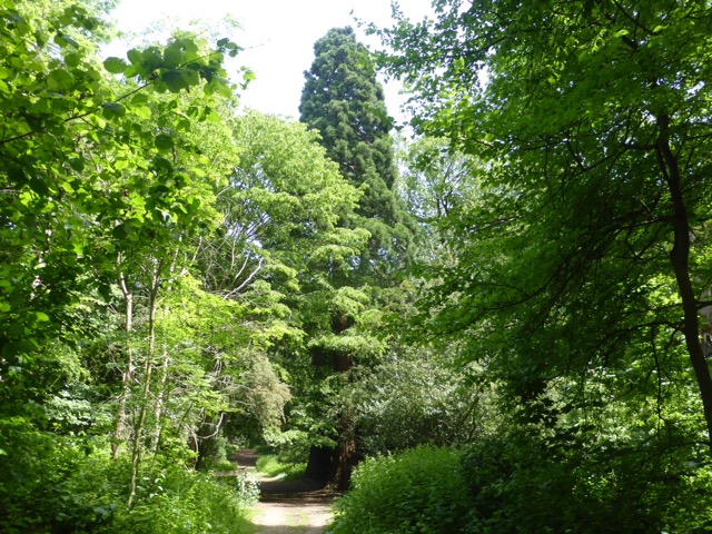 LL Section 15 ( 1.6.2019 )