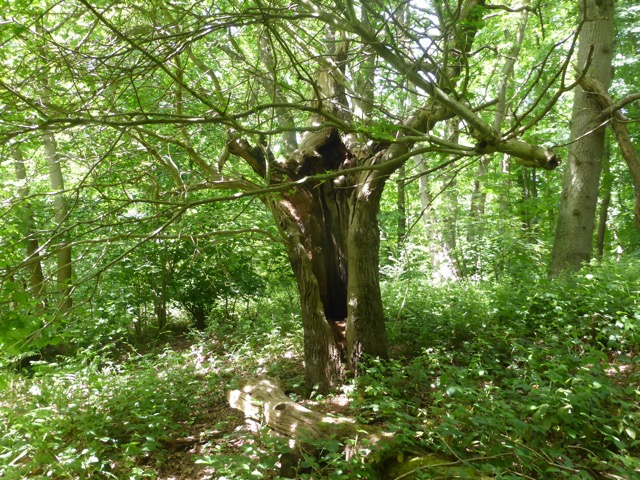 LL Section 15 ( 1.6.2019 )