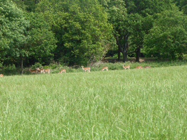 LL Section 15 ( 1.6.2019 )