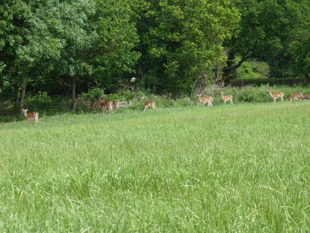 LL Section 15 ( 1.6.2019 )