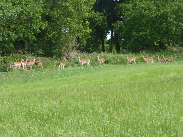 LL Section 15 ( 1.6.2019 )