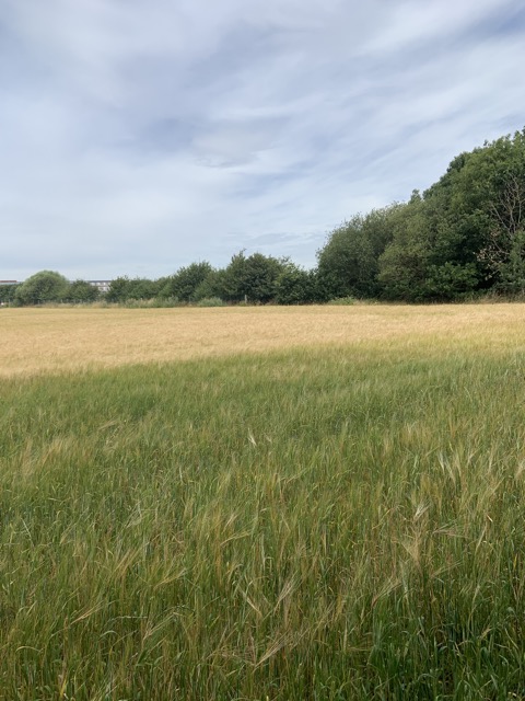 LL Section 16 ( 23.7.2020 )