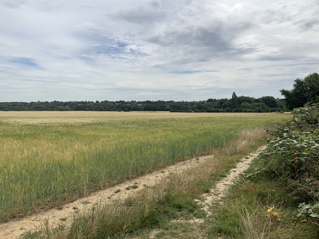 LL Section 16 ( 23.7.2020 )