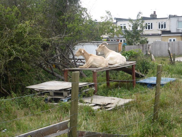 LL Section 16 ( 23.7.2020 )