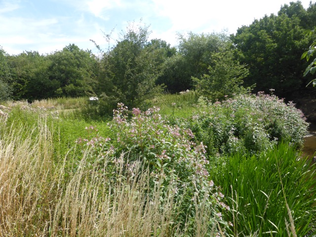 LL Section 16 ( 23.7.2020 )