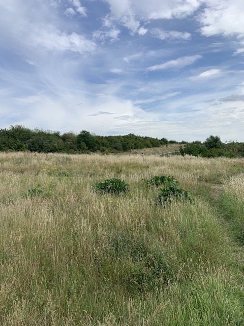 LL Section 16 ( 23.7.2020 )