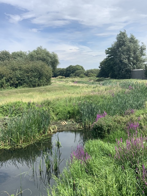 LL Section 16 ( 23.7.2020 )