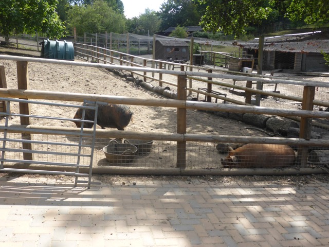 Capital Ring Walk Section 1