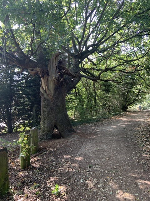 Capital Ring Walk Section 2