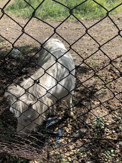 Capital Ring Walk Section 2