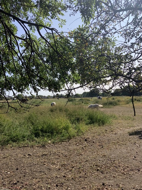 Capital Ring Walk Section 2