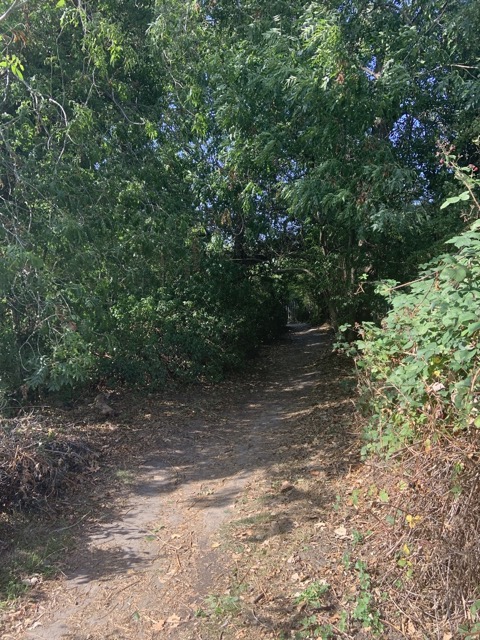 Capital Ring Walk Section 2