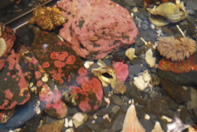 The Fisheries Research Centre