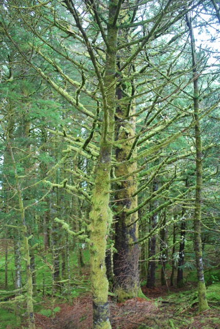 Rain forest at Fort Abercrombie