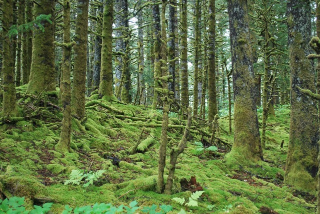 Rain forest at Fort Abercrombie