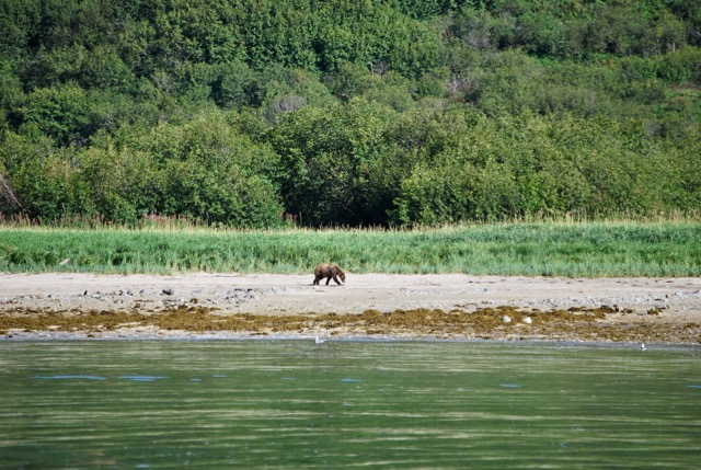 Bear fishing in the mud flats