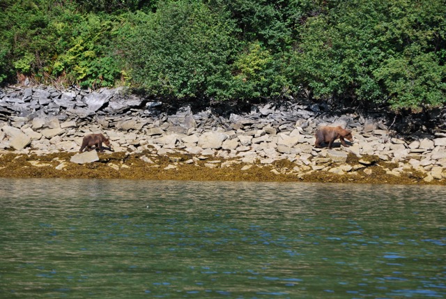 Bear fishing in the mud flats