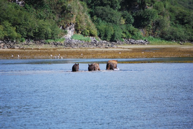 Female bear with her cubs