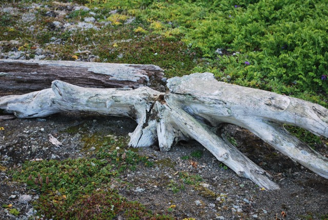 Drift wood