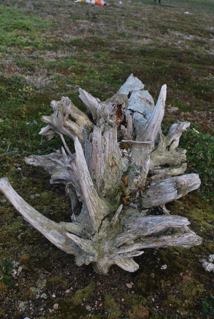 Drift wood