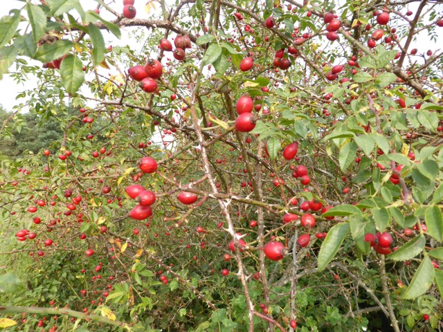 23.9.2014 ( Section 7 )